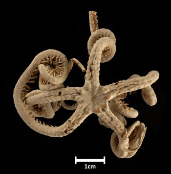 Media type: image;   Invertebrate Zoology OPH-4474 Description: Top down view of single ophiuroid specimen with a scale bar.;  Aspect: dorsal